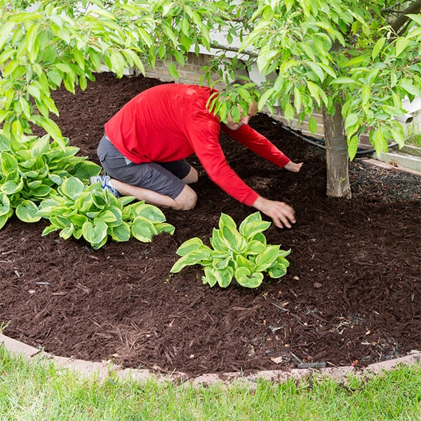 mulch installation can enhance the appearance of landscaping by providing a clean, finished look to garden beds and around trees